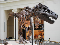 pbsthisdayinhistory:  August 12, 1990: ‘Sue’ the T. Rex is