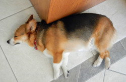 corgiaddict:  snickmom:  Snickers sleeps with her back legs crossed