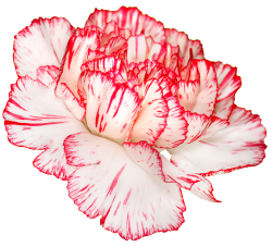 lovee-miley:  transparent-flowers:  Carnation. Dianthus caryophyllus.