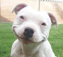 a-life-of-pitbulls:  :)