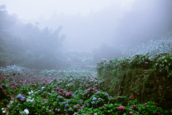 90377:   Rain // Fog // Hydrangea by WeiMinChen Photography 