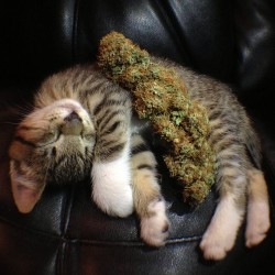 potculture:  this one wins ^ 