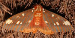 cool-critters:  Regal moth (Citheronia regalis) The regal moth