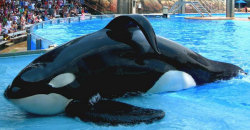 freedomforwhales:  “Another topic she (Naomi Rose, HSUS) thought
