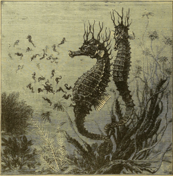 nemfrog:“Sea horses and their young.”  Wonders of the Universe.