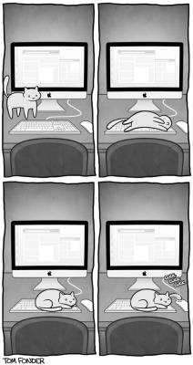 finofilipino:  No dejes a tu gato usar el ordenador…