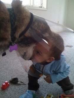 awwww-cute:  baby makes “cone of shame” better