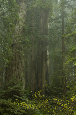 libutron:  Into the fog - Prairie Creek Redwoods | ©Clay Carey  (Humboldt