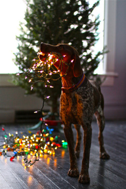 themeadow:  The Spud loves to help light a tree! by The Noisy