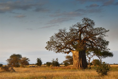 hoodoogardens:  Baobab Tree     “The baobab (BOUGH-bob) tree