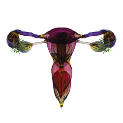 cla-r:  anatomie florale génitale // projet d'expression plastique