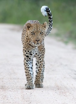 beautiful-wildlife:  A Leaopard’s Tail by Hendri Venter A