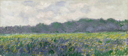  Claude Monet, “Champs d’iris jaunes à Giverny”  