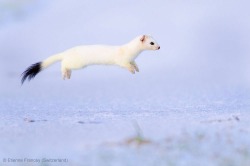 zombietacocat:Whatever floats your stoat