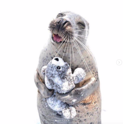 babyanimalgifs:  Real seal and beanie seal