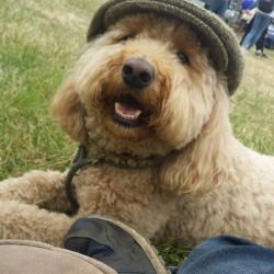 Honey the labradoodle in the father in law’s flat cap.