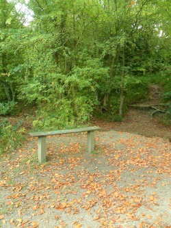 vwcampervan-aldridge:  Bench with fallen leaves, Park Lime Pits,