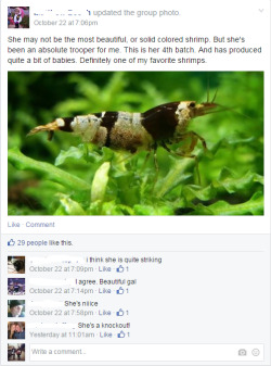 hellasensitive:  the shrimp facebook group i am a part of is