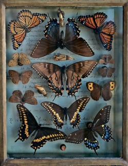 featherandmoss:  A selection from the butterfly and moth collection