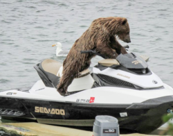bears prolly like “chill i got this”