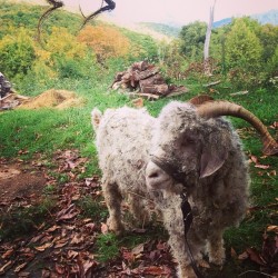 yellowtulipfinch:  Why yes, we did bring an angora goat to the