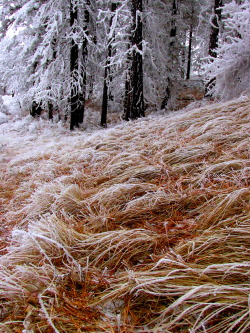 justemoinue:Winter Grass, Manastash Ridge, WA