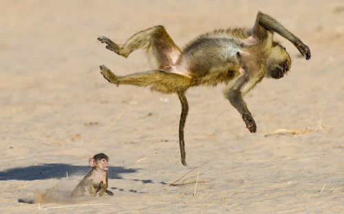 Flippin’ out (a mother Baboon plays with her baby in Tanzania)