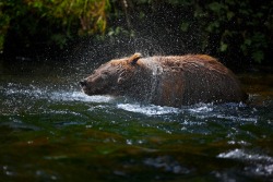 fuck-yeah-bears:  Magical Fishing Hole by Buck Shreck