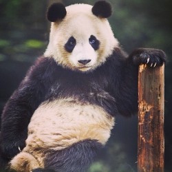 “Da fuk u lookin’ at?!?!” #panda #attitude