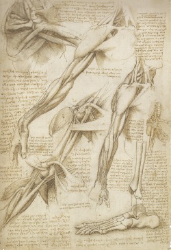 medicalschool:   Leonardo da Vinci | The Mechanics of Man  