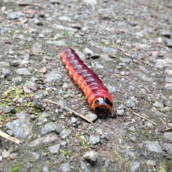 rhamphotheca:  Hello Paxon! -  Caterpillar ID: I saw this little