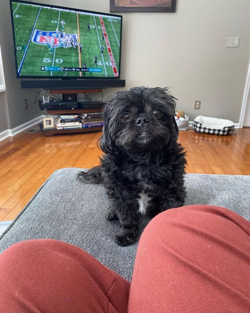 <p>Sunday morning, a play in four acts. It’s called Gimme Your Oatmeal.</p>

<p>#shihtzu #shihtzusofinstagram #blackdog #lesterpawfus <br/>
<a href="https://www.instagram.com/p/CVIn_yiLSfz/?utm_medium=tumblr">https://www.instagram.com/p/CVIn_yiLSfz/?utm_medium=tumblr</a></p>