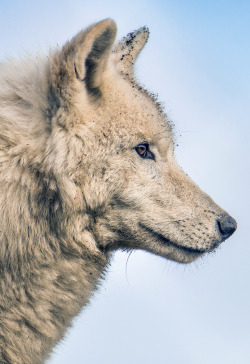 johnnybravo20: Hudson Bay Wolf (by Lynn Griffiths)