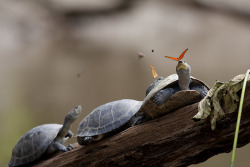 animalics:  Some turtles and butterflies getting along well in
