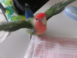 lovebird-papinen: I can flying~ yay   ヽ(=´▽`=)ﾉ  
