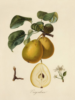 Pear fruit and flowers called Virgouleuse