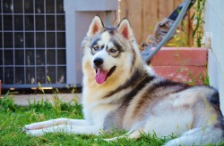 handsomedogs:  This is Thunder my handsome Wooly Siberian Husky.