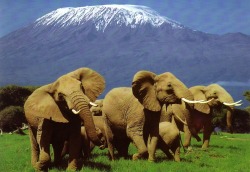 We all deserve a place on this planet (African Bush Elephants