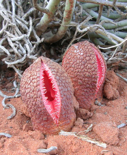 jibblyuniverse:  sixpenceee:  Hydnora africana is fleshy flower