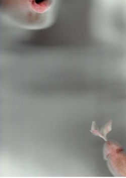 joshtaylorartist:  Flower Penis & LipsMay 2014 Joshua Taylor