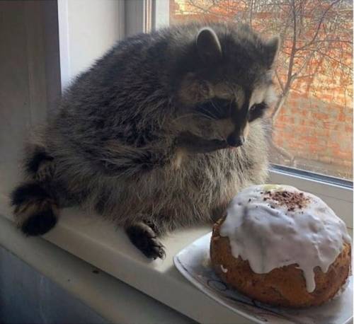 lord-raccoon:  this is the one who stole your sweetroll