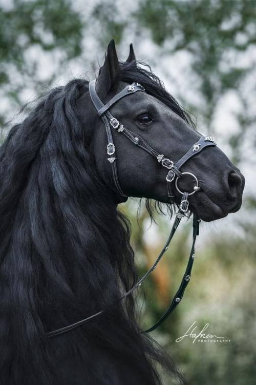 scarlettjane22:    World of Equines  photo : HAFNER PHOTOGRAPHY