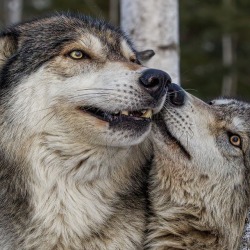 beautiful-wildlife:  Wolves by © cjm_photography