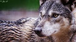 w-o-l-f–g-i-r-l:  Gray Wolf Up Close by Yair-Leibovich