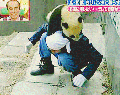 alare-chan:  Zookeeper Aiba-Kun vs. panda in China at Shimura Zoo (2008). 