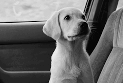 luvtoplaydirty:  doggykittyeverywhere:    MimiPets blog >3