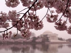 cravehiminallways212:  Cherry Blossoms and Jefferson Memorial—photograph