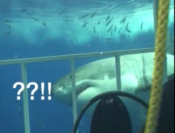 cerebralsodomy:  thelse:  human why are you in cage  Good shark