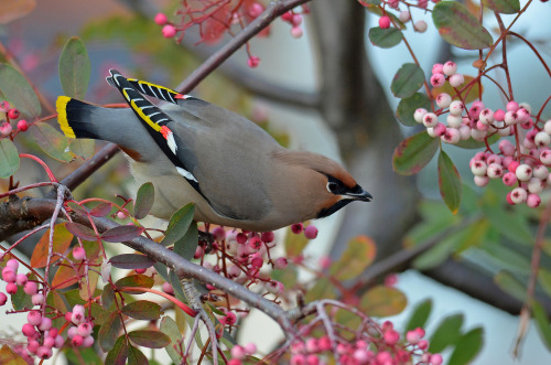 <p><a class="tumblr_blog" href="http://avianeurope.tumblr.com/post/132161474722">avianeurope</a>:</p>
<blockquote>
<p><b>Bohemian Waxwing </b>(<i>Bombycilla garrulus</i>) >>by <a href="https://www.flickr.com/photos/callmack/21376732361/">Callum McKinnon</a><br/></p>
</blockquote>