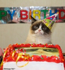 thedailywhat:  Happy Birthday, Grumpy Cat!  Our friend Tardar